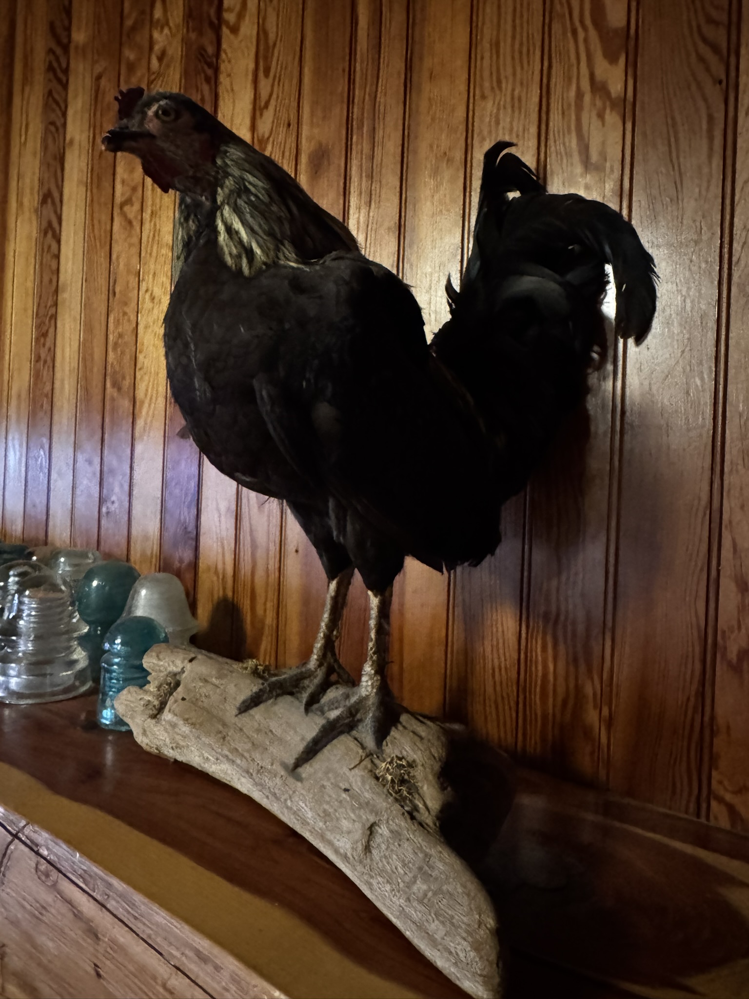 Vintage black rooster taxidermy mount