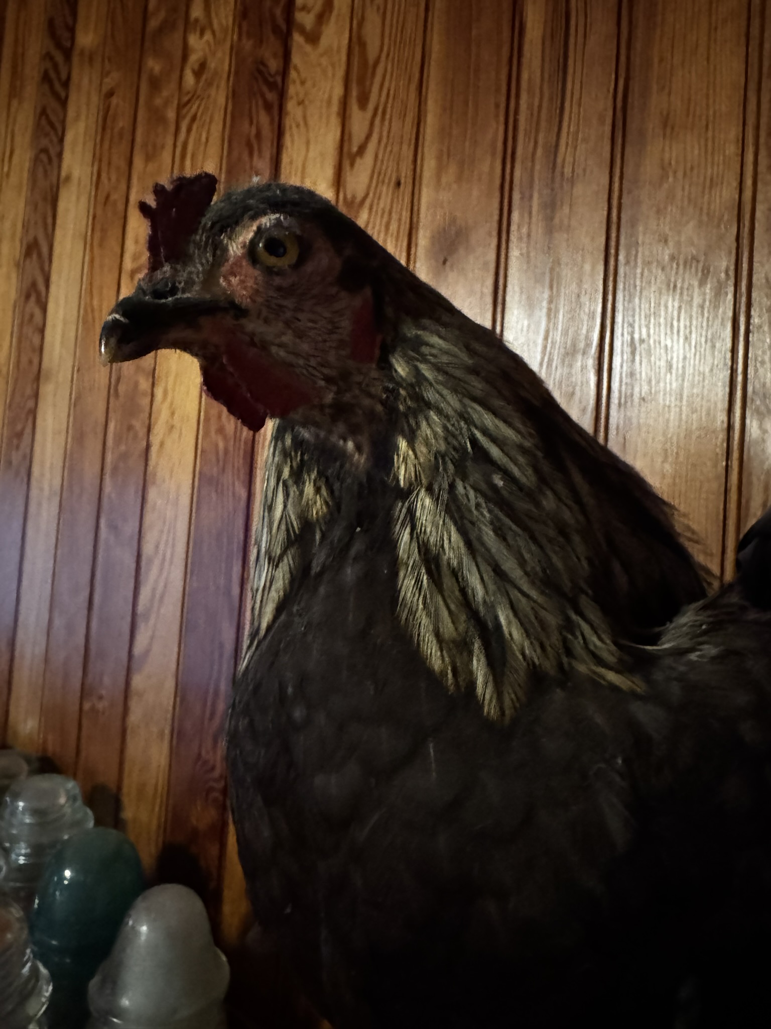 Vintage black rooster taxidermy mount